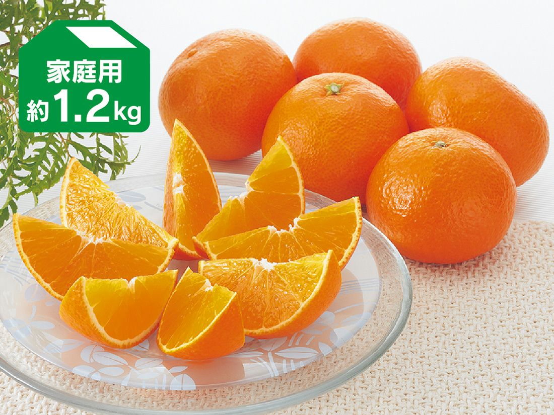 媛まどんな約1.2kg-家庭用 | のま果樹園