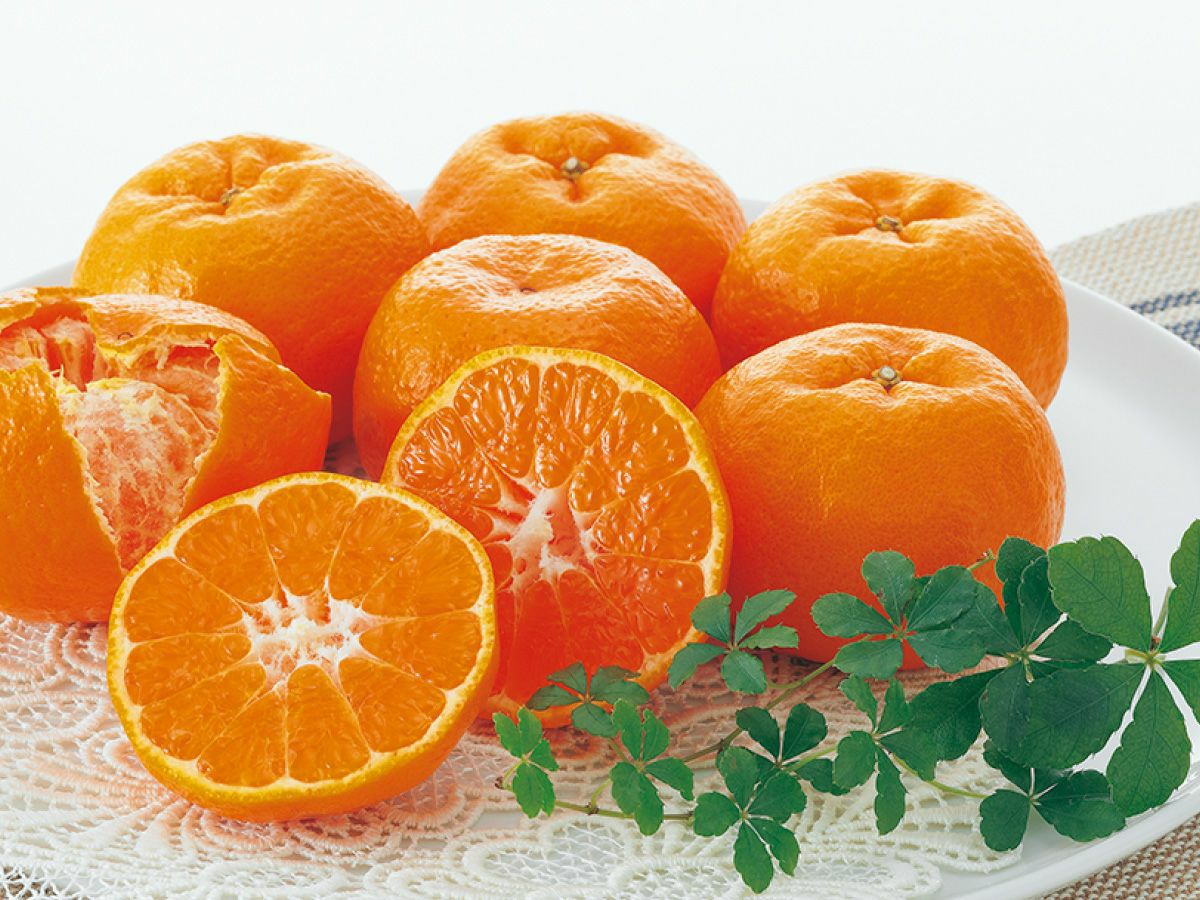 ポンカン約1.4kg-贈答用 | のま果樹園