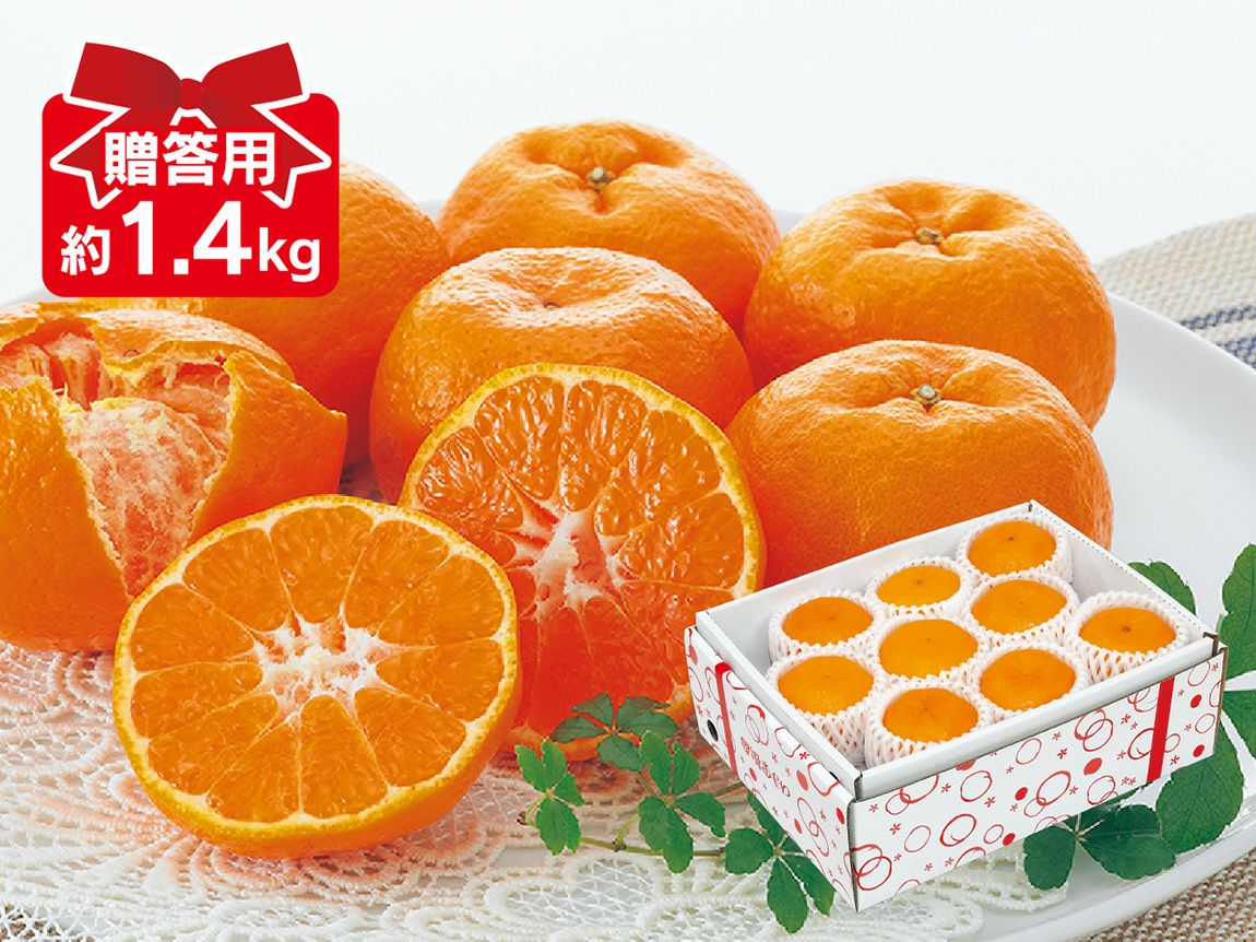 ポンカン約1.4kg-贈答用 | のま果樹園