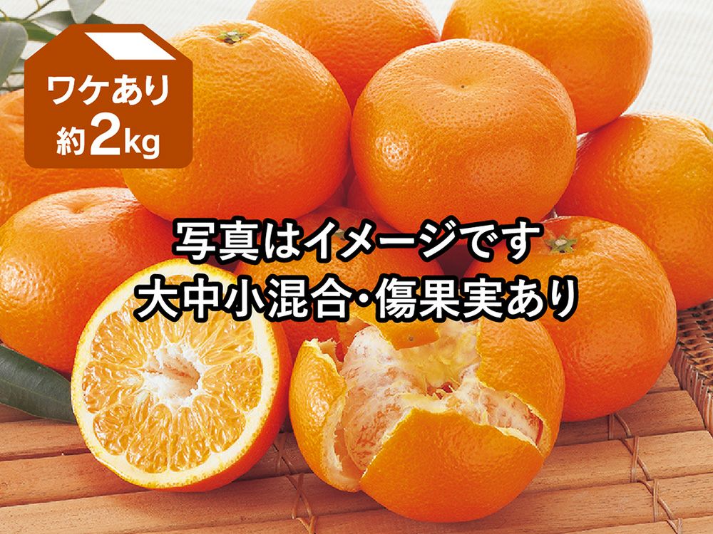 ワケあり宮内いよかん約2kg | のま果樹園