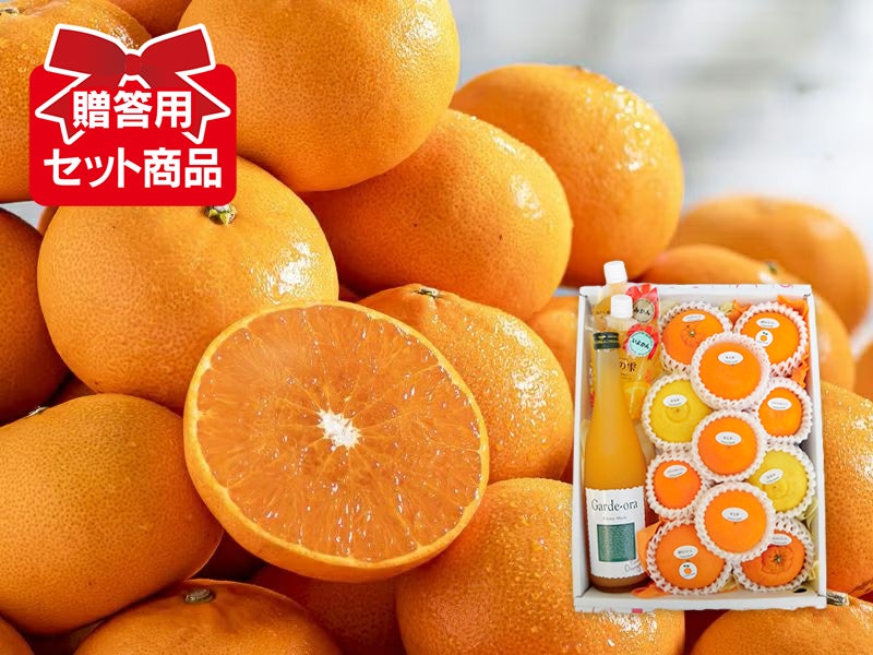 柑橘よくばりCセット | のま果樹園