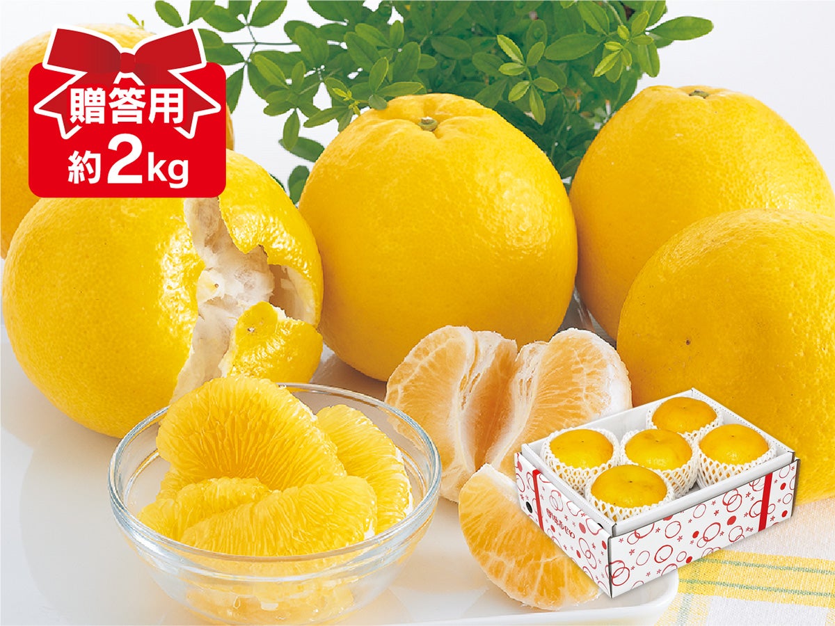 木成り河内晩柑約2kg-贈答用 | のま果樹園